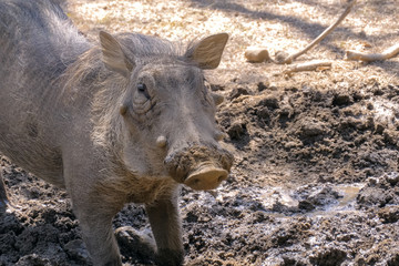 Warthog is digging the earth in the African savannah, spreading the soil in different directions. African Wild Pig - Warthog. Wild African Warthogs rooting for food.