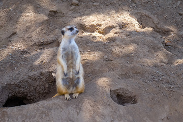 Fototapeta premium Suricata standing on a guard. Curious meerkat. Meerkat looking out for danger and ready to signal an alarm.