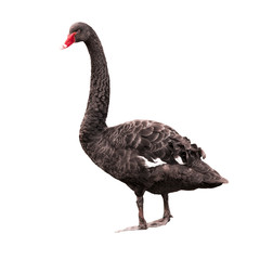 A black swan picture cut out