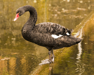 Fototapeta premium A black swan on waters near Iffezheim. Baden Baden, Germany, Europe