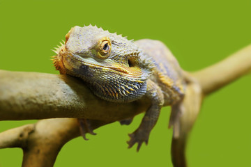 Inland Bearded Dragon Pogona vitticeps