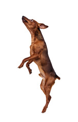 Miniature Pinscher Dog on White Background