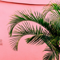 Palm on a pink. Tropical beach mood. Plant on pink concept