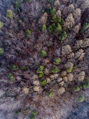 Autumn Forest from Above