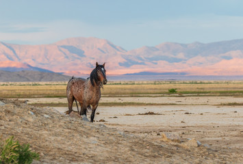 Wild horse Stallion in the Utah Desert