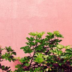 Plants on  pink concept. Tropical green. Canary island