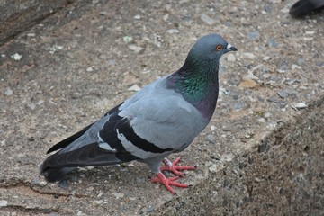Pigeon,  it lives in NONG PRA JAK public park,  at UDONTHANI province THAILAND. © PICHAYANON