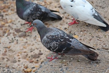 Pigeon,  it lives in NONG PRA JAK public park,  at UDONTHANI province THAILAND. © PICHAYANON