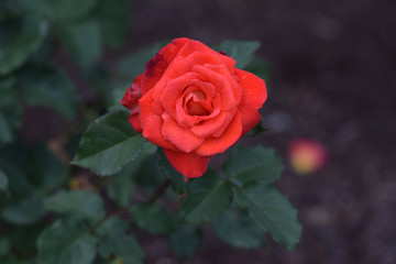 Dynastry Rose Face 01