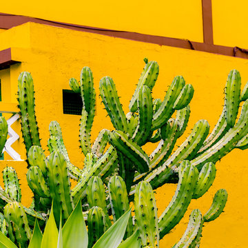 Cactus  Plants on the yellow concept Canary island