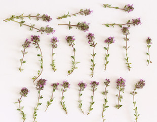 Purple little Thymus pulegioides common names lemon thyme on white background.Thymus pulegioides is a species of flowering plant. Tea is effective during diseases of the upper respiratory tract.