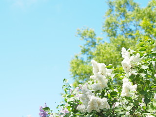 青空と白いライラックの花