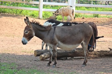 Animal,  it is in PC Cowboy Town,  at NONG BUA LAM PHU province THAILAND.