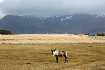 deer in the mountains of Iceland