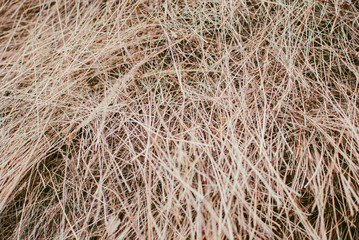 Closeup of a haycock (haystack) in the village. Beautiful summer afternoon in the Carpathian mountains, Ukraine.