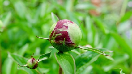 Pfingstrose in voller Blüte
