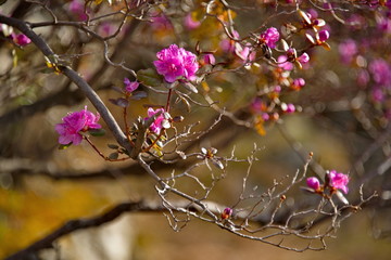 Russia. The South Of Western Siberia, spring flowers of the Altai mountains. Rhododendron. Its flowering period is the main event of spring in the Altai mountains, which attracts many tourists.