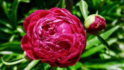 Pfingstrose in voller Blüte