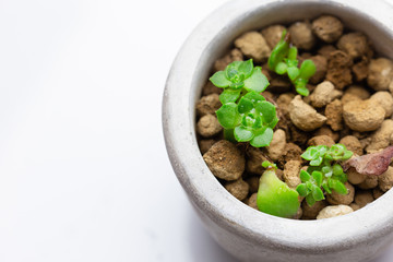 小さい多肉植物、株分け、黄麗、白背景