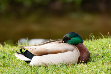 Mallard duck.