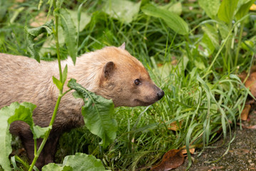 Bush dog