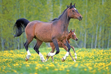 Bay Arabian mare and  Foal galloping together in spring meadow of yellow flowers.