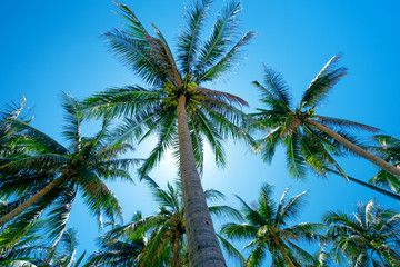 Naklejka na ściany i meble Palm trees on the background blue sky.Vacation holiday background.