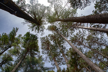 Looking Up at Tall Sunny Trees in Woody Forest