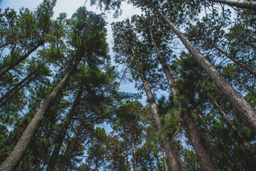 Looking Up at High Trees from Low Angle in Forest Woods