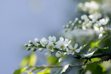 Prunus padus bird cherry tree blooming during spring, group of small white flowers and green leaves on branches
