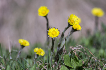 Tussilago farfara medicinal ground flowering herb, group of yellow healthy flowers on stems in sunlight