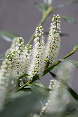 Prunus laurocerasus shrub in bloom with group of small white flowers