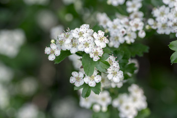 Crataegus laevigata hawthorn tree in bloom during springtime, branches with green leaves and group of flowers and buds petals