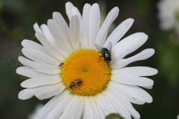 Obraz premium flowers, white, plants, petals, yellow, insects, flies, summer, chamomile