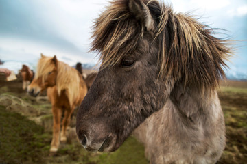 horses in the nature of Iceland