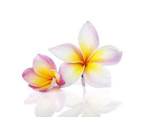 plumeria , frangipani flowers isolated on white background.clipping path