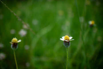 Small flowers Natural background blurring