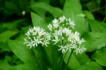 Baerlauch, Allium ursinum, Bluete Nahansicht