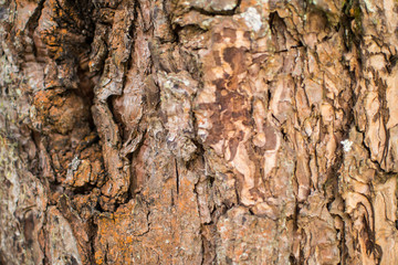 Wooden background From the ancient tree