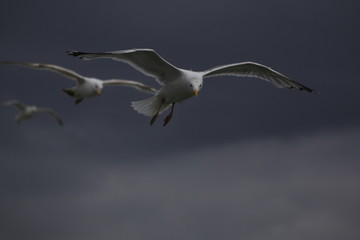 Fototapeta premium Möwe im Flug