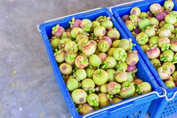 Raw Mangosteens in Plastic Basket Ready for Export