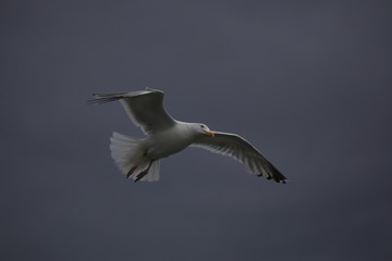 Möwe im Flug
