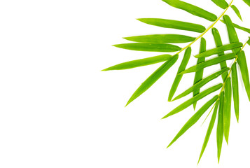 Bamboo leaves on white background