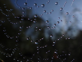Spinnennetz im Morgentau