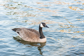 Single Canada Goose swimming on calm lake at sunset in springtime close-up portrait