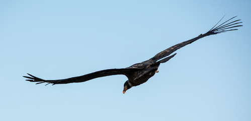 Condor