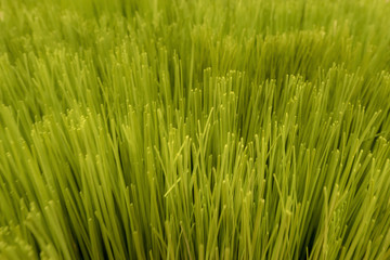 Fototapeta na wymiar Close up texture of artificial grass with shallow depth of field , abstract background