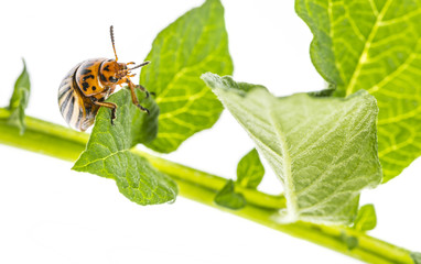 The Colorado potato beetle (Leptinotarsa decemlineata) -  pest of potatoes and tomatoes