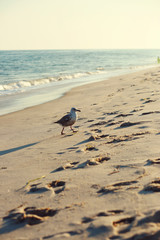 Seagull at Cupsogue Beach