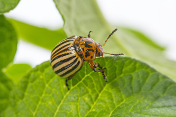 The Colorado potato beetle (Leptinotarsa decemlineata) -  pest of potatoes and tomatoes